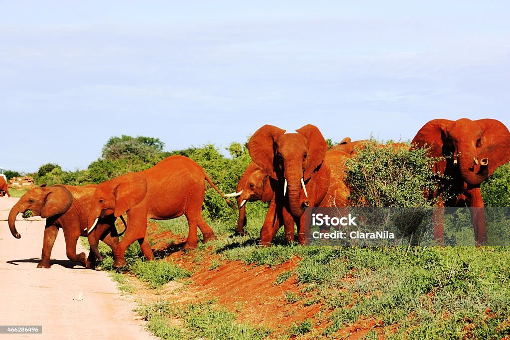 Safari in di Tsavo Ovest Kenya- Rosso africano Mandria di elefanti - Foto stock royalty-free di 2015