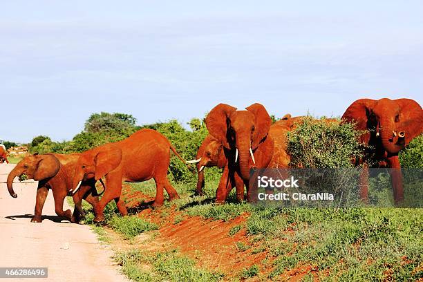 Safari In Di Tsavo Ovest Kenya Rosso Africano Mandria Di Elefanti - Fotografie stock e altre immagini di 2015