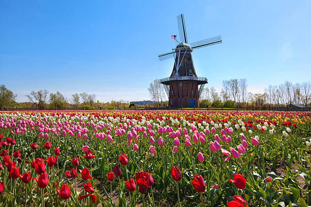 Wooden Windmill in Holland Michigan An authentic wooden windmill from the Netherlands rises behind a field of tulips in Holland Michigan at Springtime. michigan photos stock pictures, royalty-free photos & images