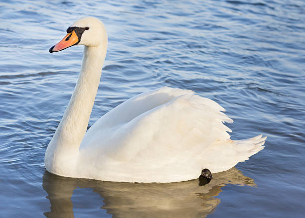 istock Single white swan on the water 466288626