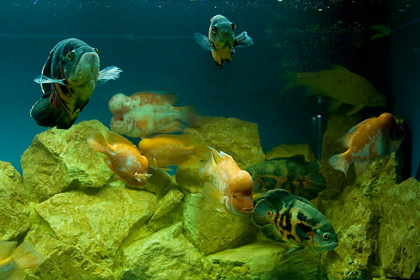 istock Fishes Cichlasoma and Astronotus 466288963