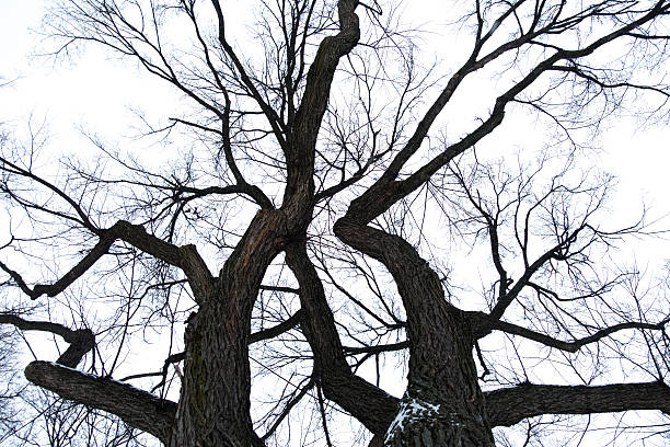 istock Bare Winter Tree Tops with Snow Against a Stormy Sky 466289114