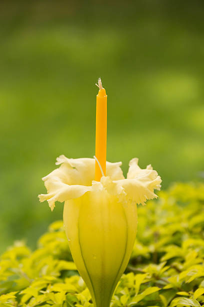 Angel’s Trumpet  with a candle in the garden stock photo