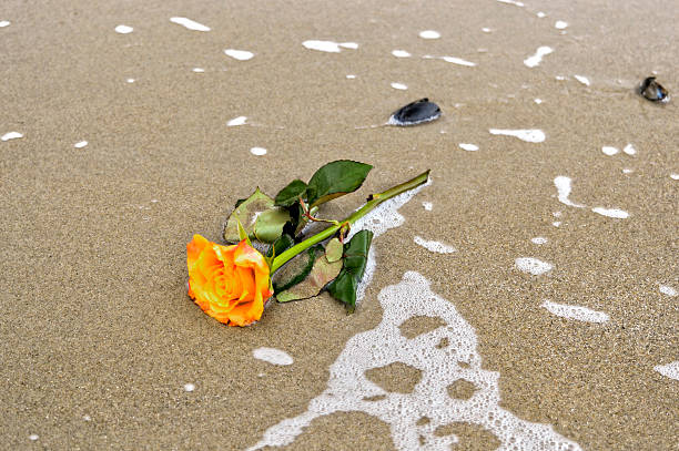 istock Yellow rose on the beach 466289220