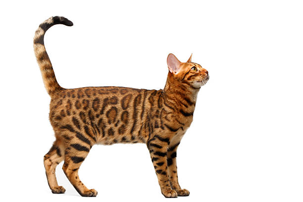 Bengal cat standing isolated on white background