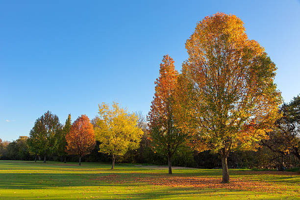 istock Different shades of Autumn 466291398