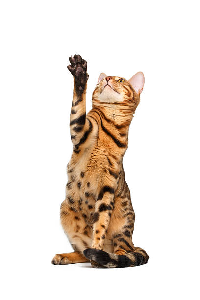 istock bengal cat stand and raising up paw 466292342