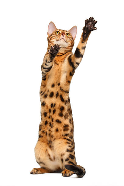 istock bengal cat stand and raising up paw 466292394