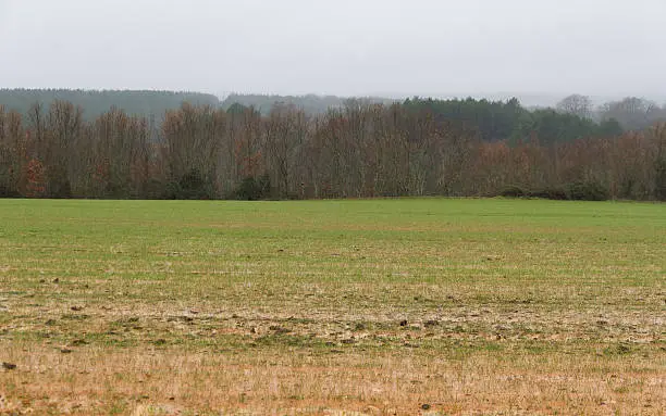 Landscape of cereal fields flooded by rain and groves of oaks and pines at the bottom - Paisaje de campos de cereal anegados por la lluvia y arboledas de robles y pinos al fondo