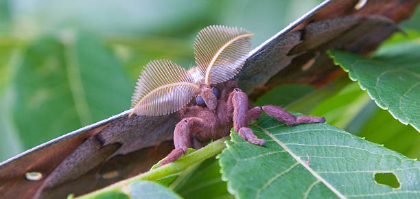 seide, polyphemus moth - eichenseidenspanner stock-fotos und bilder