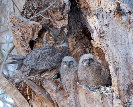 Great Horned Owl, at the nest with her Owlets