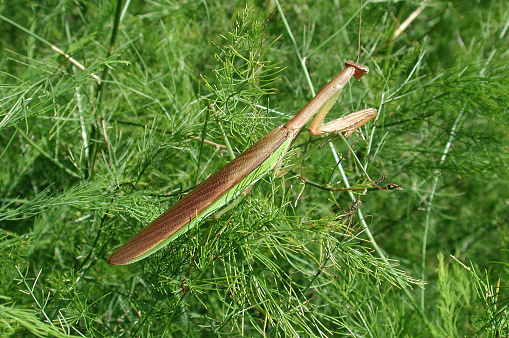 Close up photo of a Green Praying Mantis