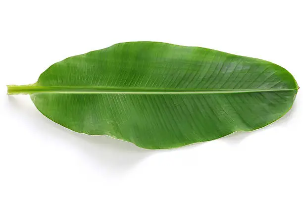 Photo of fresh whole banana leaf