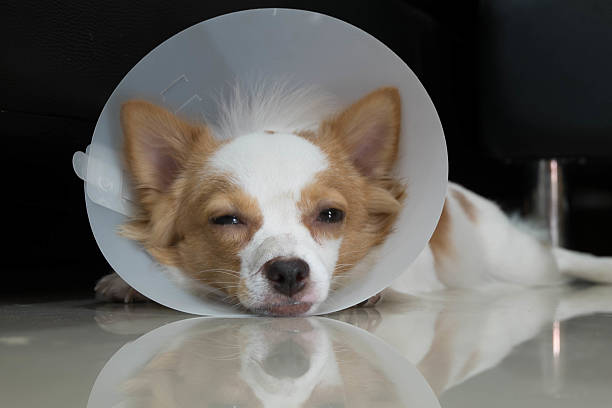 istock White and tan dog with Elizabethan collar lying down 466298550