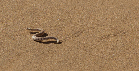 Young dune adder or sidewinder snake with trail in the Namib desert, Namibia