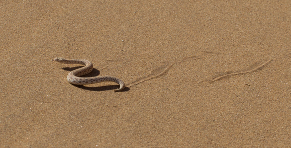 A very rare brown snake, crawls on the forest floor in a protected area in the Montreal region, province of Quebec. Canada.