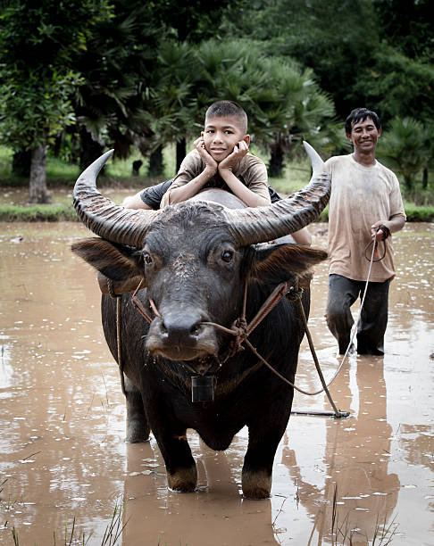 istock Happy boy riding water buffalo. 466300590