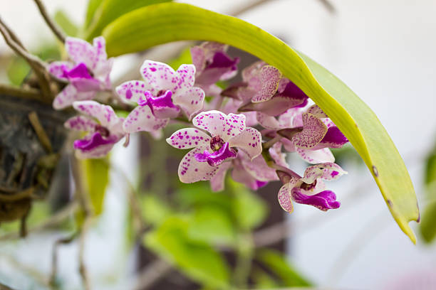 Rhynchostylis gigantea orchid the species orchid (Rhynchostylis gigantea flower) of thailand rhynchostylis gigantea orchid stock pictures, royalty-free photos & images