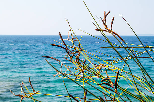 flowers on the shore stock photo