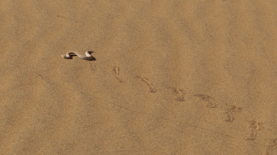 Young dune adder or sidewinder snake with trail in the Namib desert, Namibia