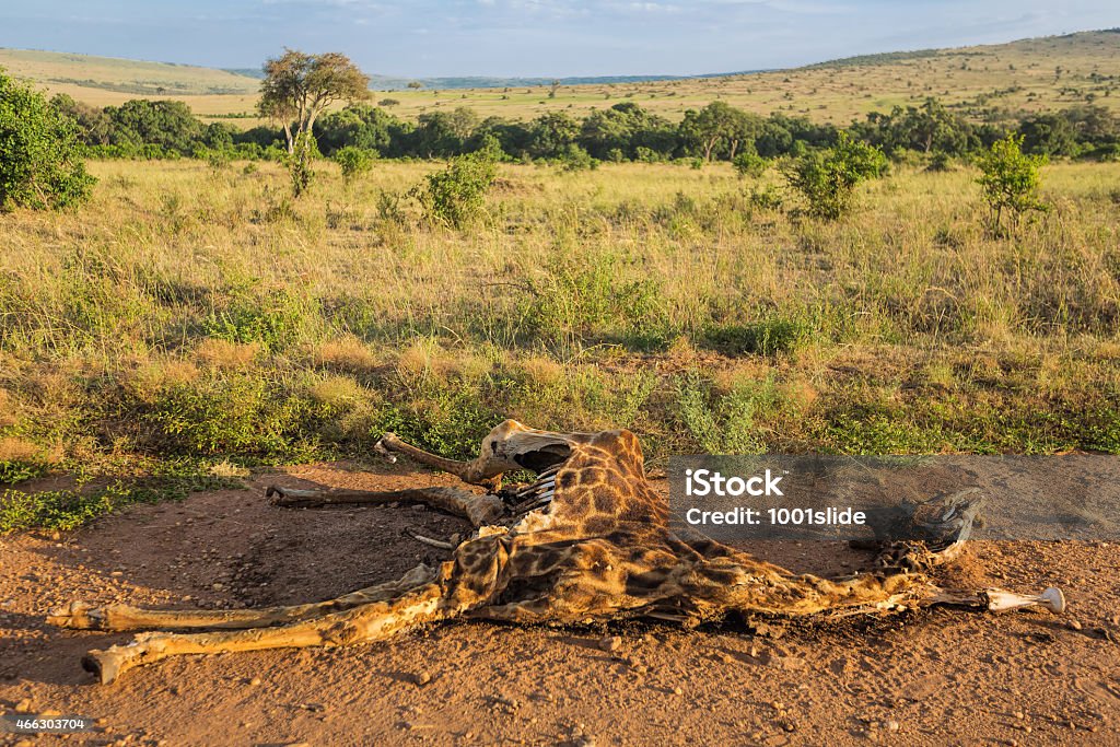 freshly killed and eaten Giraffe [url=http://www.istockphoto.com/search/lightbox/11719285#19dd3b4c] "See more G i R A F F E images"

[url=file_closeup?id=19898728][img]/file_thumbview/19898728/1[/img][/url] [url=file_closeup?id=19898820][img]/file_thumbview/19898820/1[/img][/url] [url=file_closeup?id=34488508][img]/file_thumbview/34488508/1[/img][/url] [url=file_closeup?id=18775937][img]/file_thumbview/18775937/1[/img][/url] [url=file_closeup?id=19749106][img]/file_thumbview/19749106/1[/img][/url] [url=file_closeup?id=19874720][img]/file_thumbview/19874720/1[/img][/url] [url=file_closeup?id=26074917][img]/file_thumbview/26074917/1[/img][/url] [url=file_closeup?id=23751939][img]/file_thumbview/23751939/1[/img][/url] [url=file_closeup?id=18813841][img]/file_thumbview/18813841/1[/img][/url] [url=file_closeup?id=34264620][img]/file_thumbview/34264620/1[/img][/url] [url=file_closeup?id=18651497][img]/file_thumbview/18651497/1[/img][/url] [url=file_closeup?id=26243747][img]/file_thumbview/26243747/1[/img][/url]
[url=file_closeup?id=23887041][img]/file_thumbview/23887041/1[/img][/url] [url=file_closeup?id=34492716][img]/file_thumbview/34492716/1[/img][/url] [url=file_closeup?id=35983280][img]/file_thumbview/35983280/1[/img][/url] [url=file_closeup?id=20656294][img]/file_thumbview/20656294/1[/img][/url] [url=file_closeup?id=18809802][img]/file_thumbview/18809802/1[/img][/url] [url=file_closeup?id=18763401][img]/file_thumbview/18763401/1[/img][/url] [url=file_closeup?id=20361582][img]/file_thumbview/20361582/1[/img][/url] [url=file_closeup?id=20304272][img]/file_thumbview/20304272/1[/img][/url] [url=file_closeup?id=18670506][img]/file_thumbview/18670506/1[/img][/url] [url=file_closeup?id=33805268][img]/file_thumbview/33805268/1[/img][/url] [url=file_closeup?id=20315893][img]/file_thumbview/20315893/1[/img][/url] [url=file_closeup?id=20656483][img]/file_thumbview/20656483/1[/img][/url] Giraffe Stock Photo