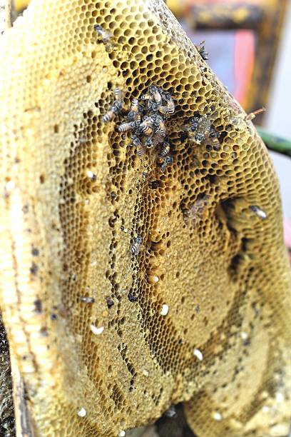 istock Honeycomb on the branch at market 466304024
