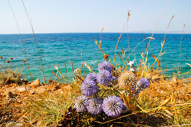flowers on the shore stock photo