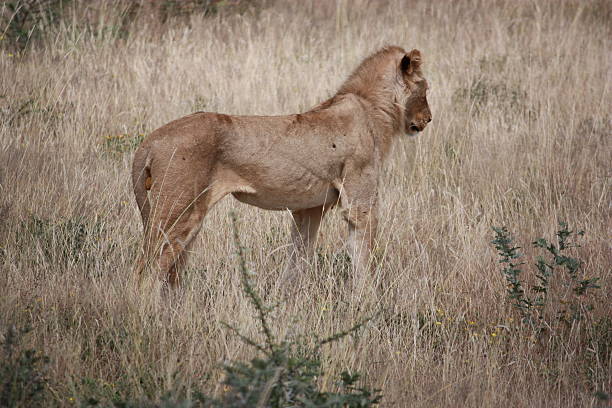 lew i lwica w park narodowy etosha namibia - witterung zdjęcia i obrazy z banku zdjęć