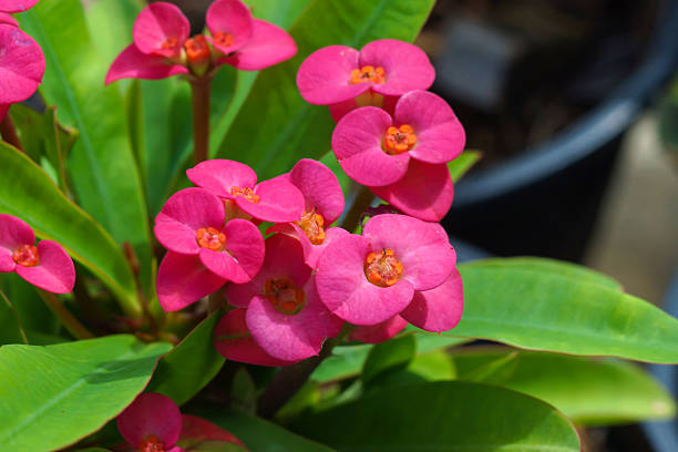 istock Euphorbia milli Desmoul 466305478