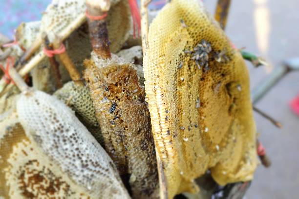 istock Honeycomb on the branch at market 466305526