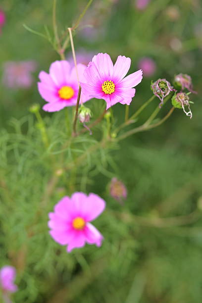 istock Pink cosmos flowers in garden 466305752