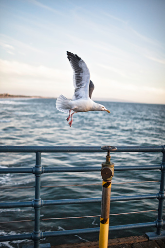 Seagull on a dock