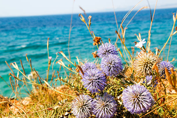 flowers on the shore stock photo