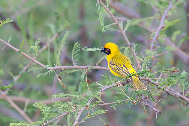 istock Southern Yellow Masked Weaver 466309145
