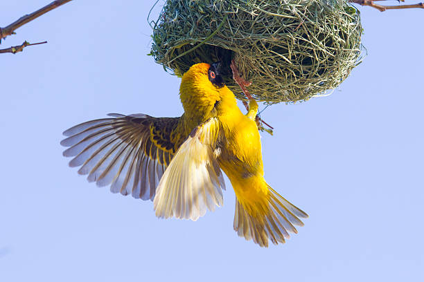 istock Southern Yellow Masked Weaver 466309173