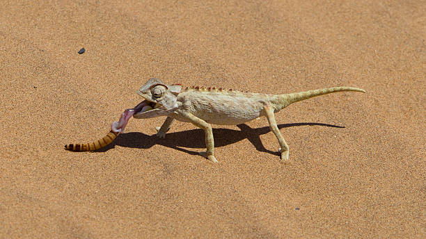 istock Namaqua Chameleon hunting in the Namib desert 466309191