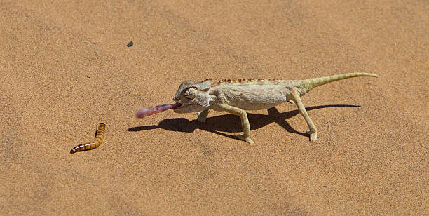 istock Namaqua Chameleon hunting in the Namib desert 466309203