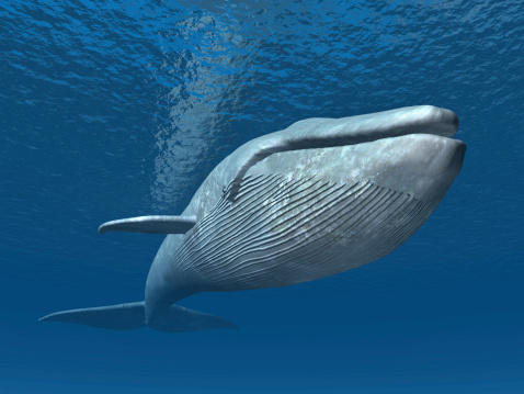Computer generated 3D illustration with a Blue Whale