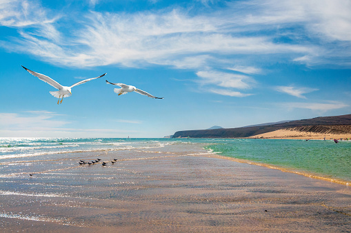 Seagulls by the shore of Costa Calma in Fuerteventura, Canary islands, Spain. Focus on seagulls.