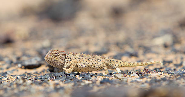 istock Namaqua Chameleon hunting in the Namib desert 466310025