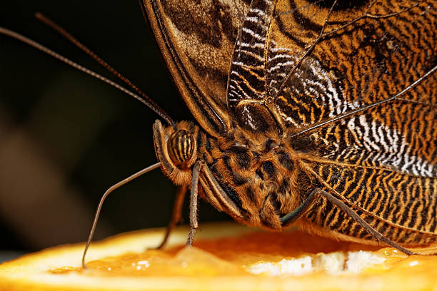 istock Macro photograph of a butterfly 466310483