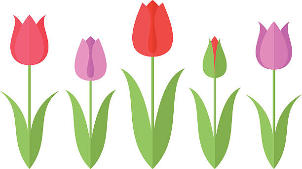 튤립. 설정 - tulip pink flower bed flower stock illustrations
