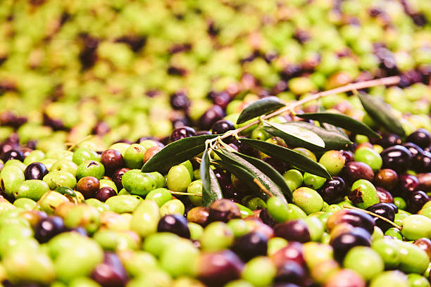 olive close-up - olive tree oil industry cooking oil foto e immagini stock