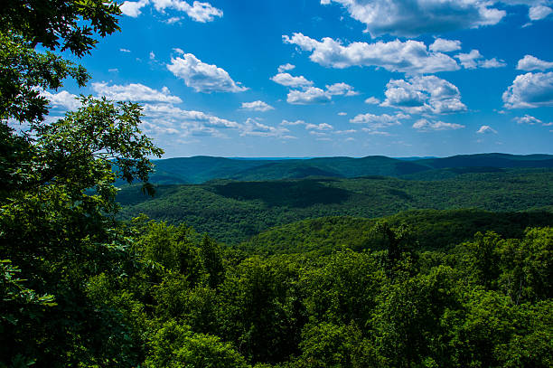 The Green State Ozark Mountains Jungle Look