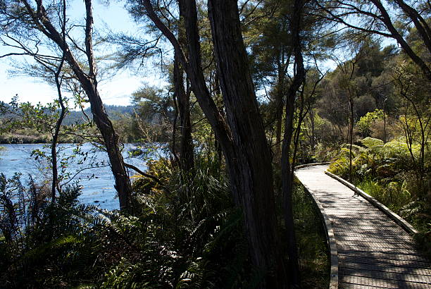 paseo a lo largo de madera, nueva zelanda - golden bay fotografías e imágenes de stock