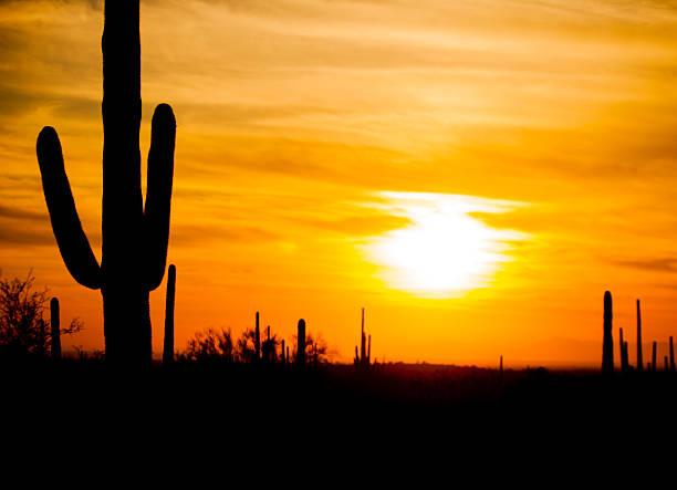 istock Arizona Desert Cactus Sagauro Sunset 466315458