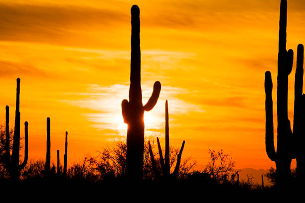 istock Arizona Desert Cactus Sagauro Sunset 466315462