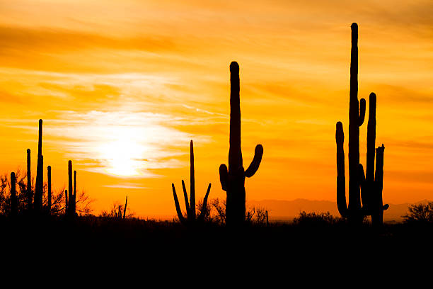 istock Arizona Desert Cactus Sagauro Sunset 466315466