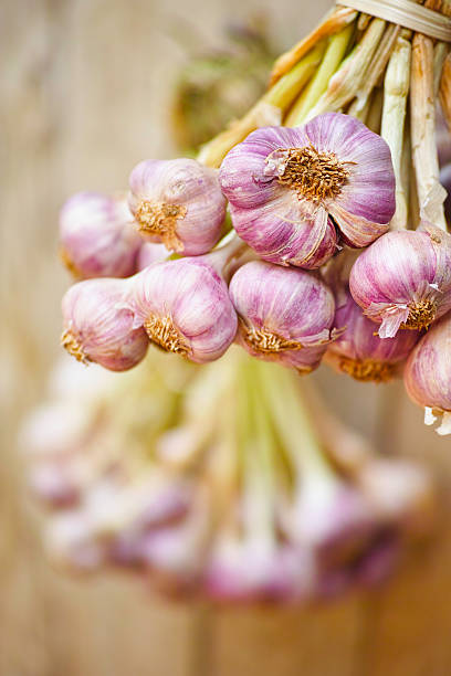 istock Freshly harvested garlic hanging to dry. 466315552