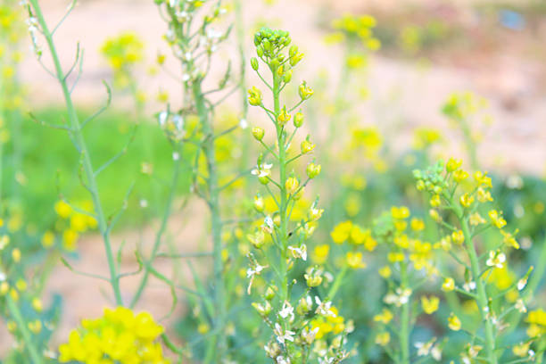 istock Yellow Flowers of Choy sum 466315796